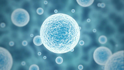 NMN promotes osteogenesis by regulating mesenchymal stromal cells via the SIRT1 pathway in aged bone marrowV